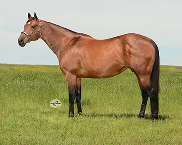 Frenchmans Quarter Horses - About Us