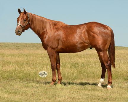 Frenchmans Quarter Horses Open Box Rafter Ranch Production Horse Sale ...